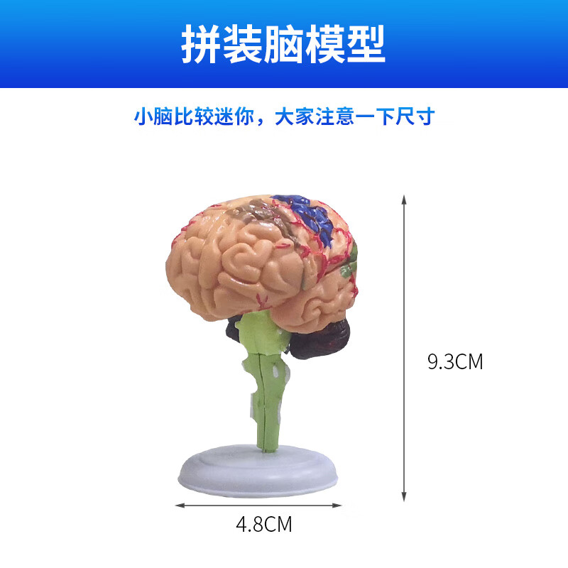 探秘中枢之境 9部件可拆分无标识自然大脑模型的医学教学价值解读